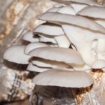 Jak uprawiać boczniaki i pieczarki w piwnicy lub garażu